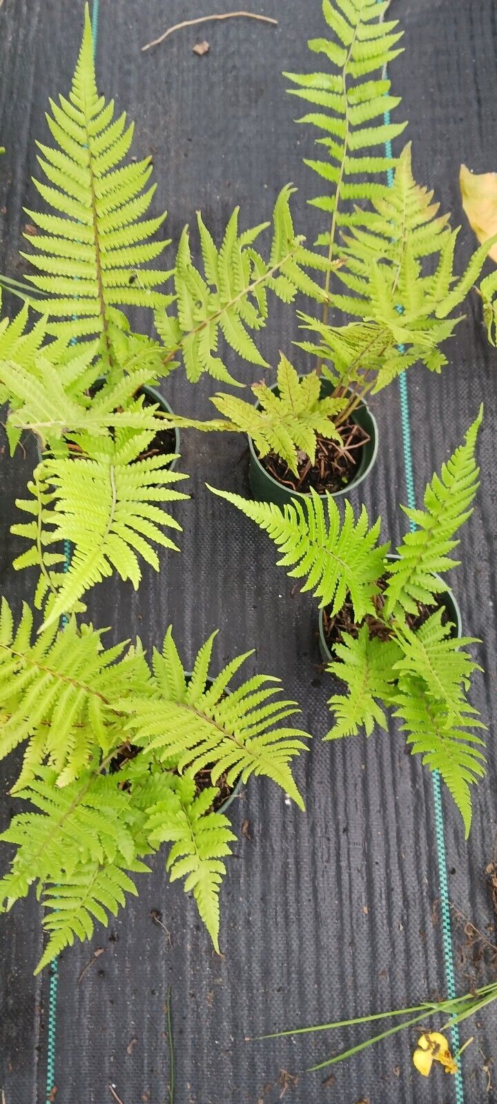 Free Florida Shield Fern Dryopteris ludoviciana 4" pot plant with required purchase of Non-Plant Merchandise