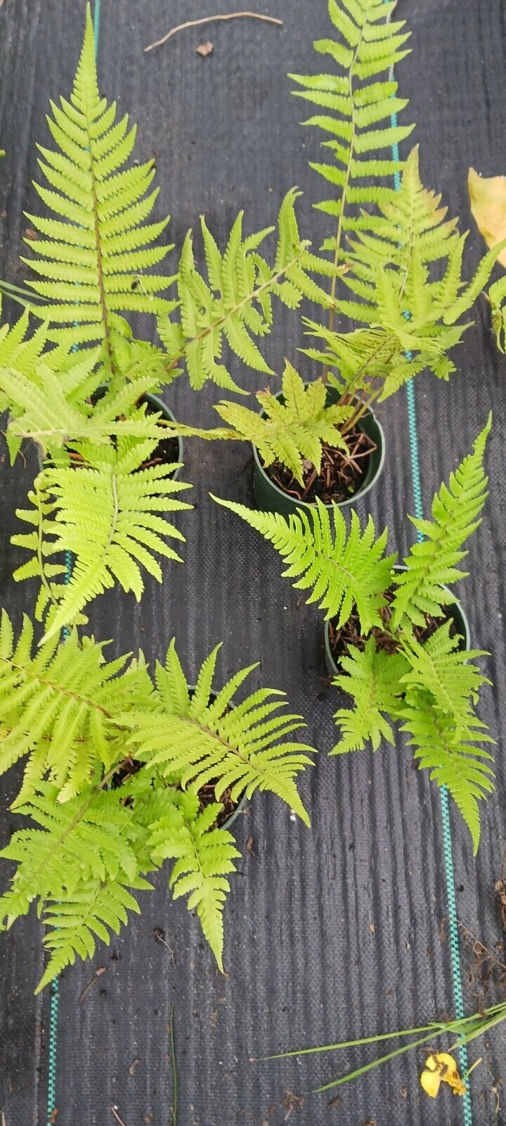 Fern Florida Shield Fern Dryopteris ludoviciana 4" pot plant