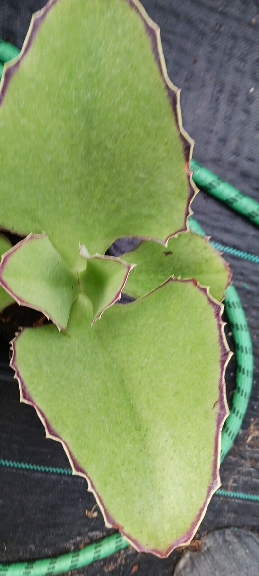 Succulent Kalanchoe synsepala Walking Kalanchoe Madagascar Plant