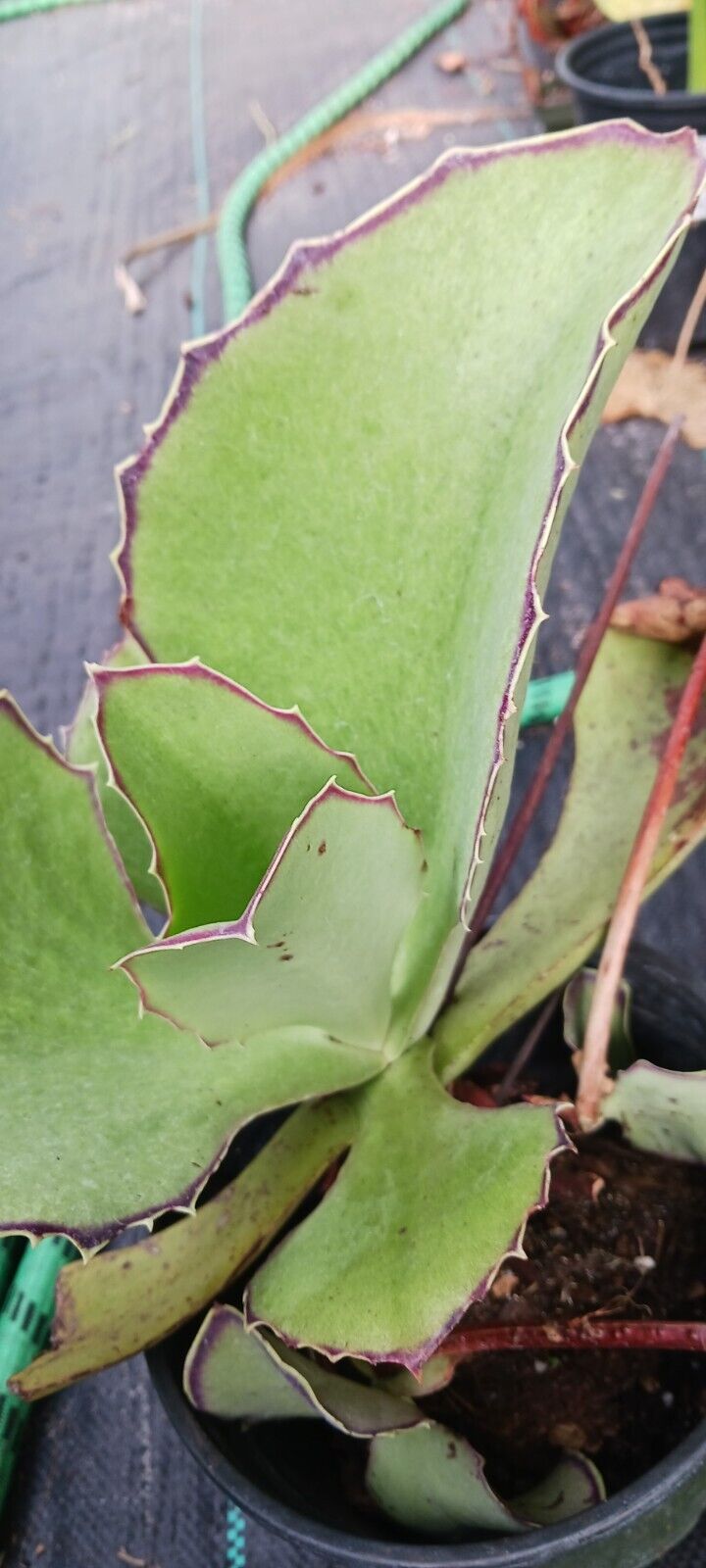 Succulent Kalanchoe synsepala Walking Kalanchoe Madagascar Plant