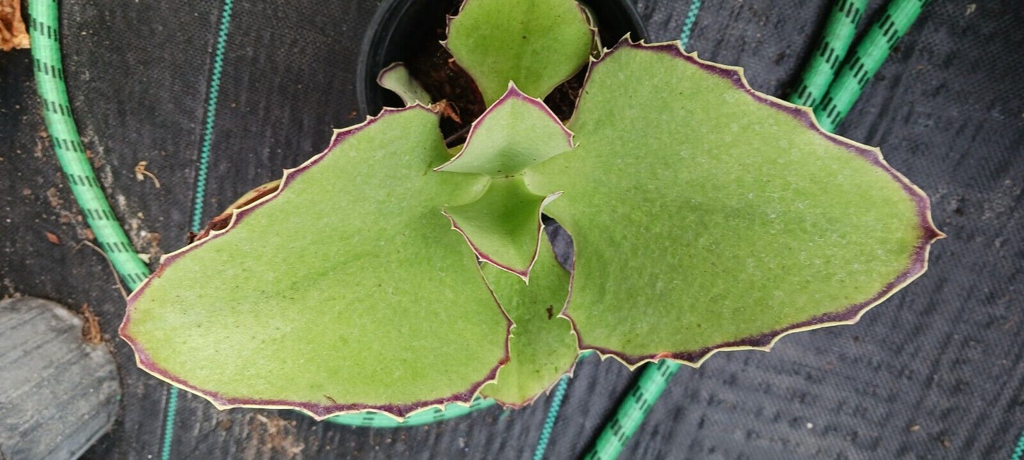 Succulent Kalanchoe synsepala Walking Kalanchoe Madagascar Plant