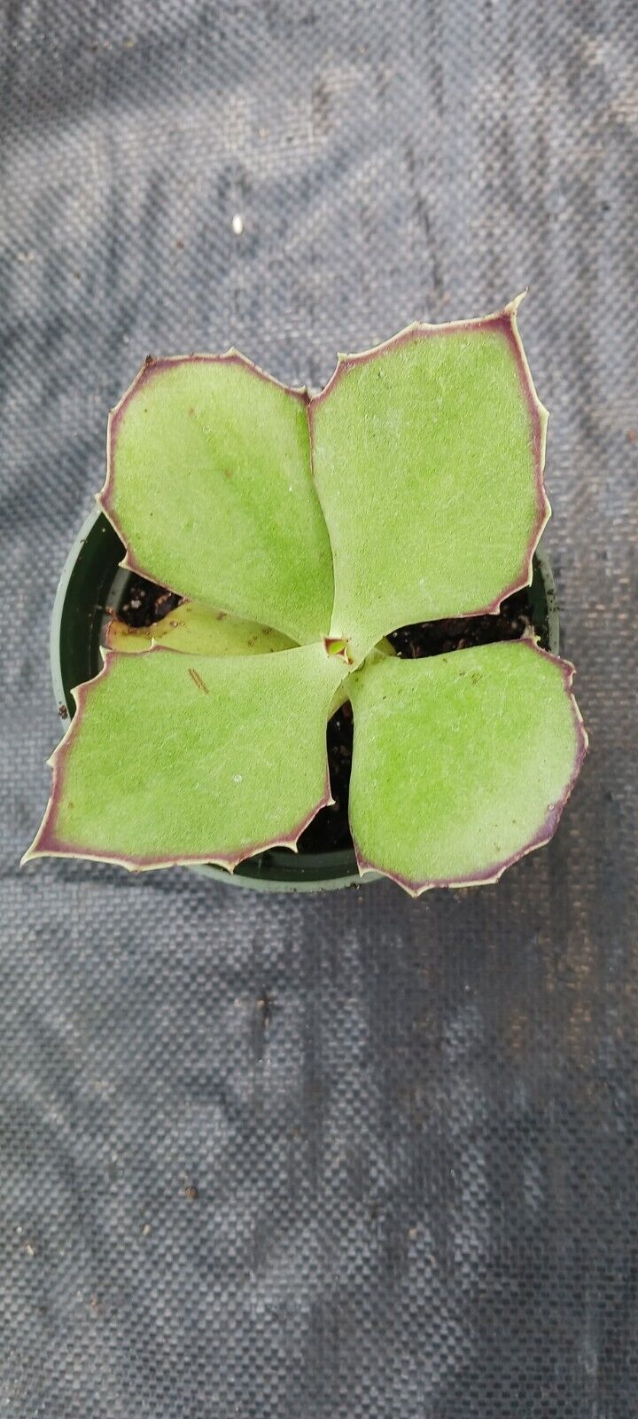 Succulent Kalanchoe synsepala Walking Kalanchoe Madagascar Plant