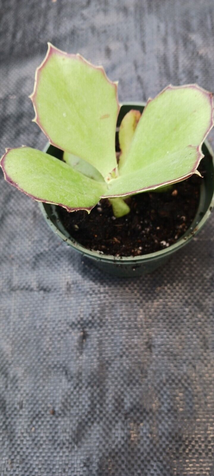 Succulent Kalanchoe synsepala Walking Kalanchoe Madagascar Plant