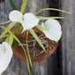 Orchid Brassavola nodosa Little Stars mounted on coconut husk Very large size