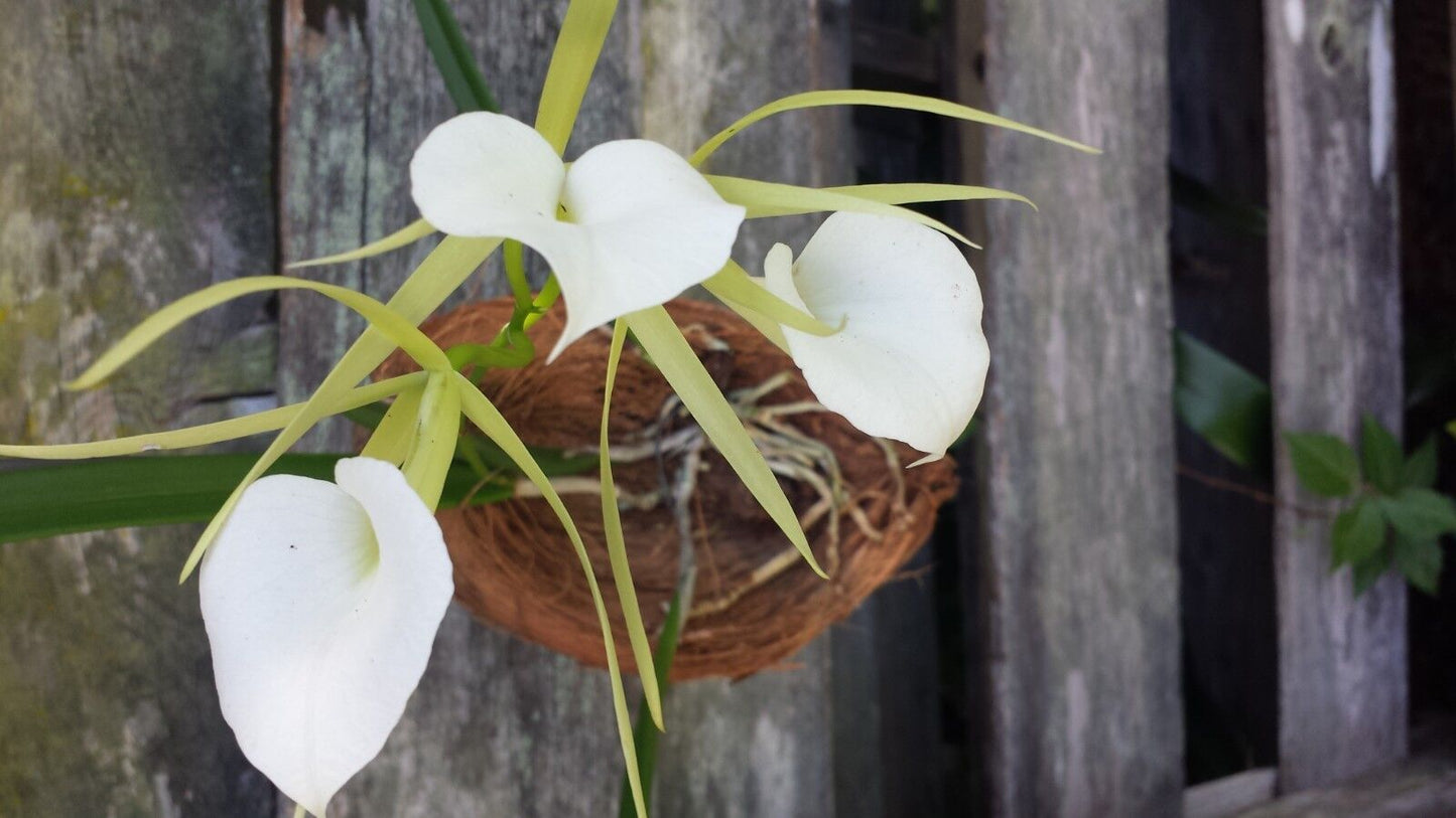 Orchid Brassavola nodosa Little Stars mounted on coconut husk Very large size