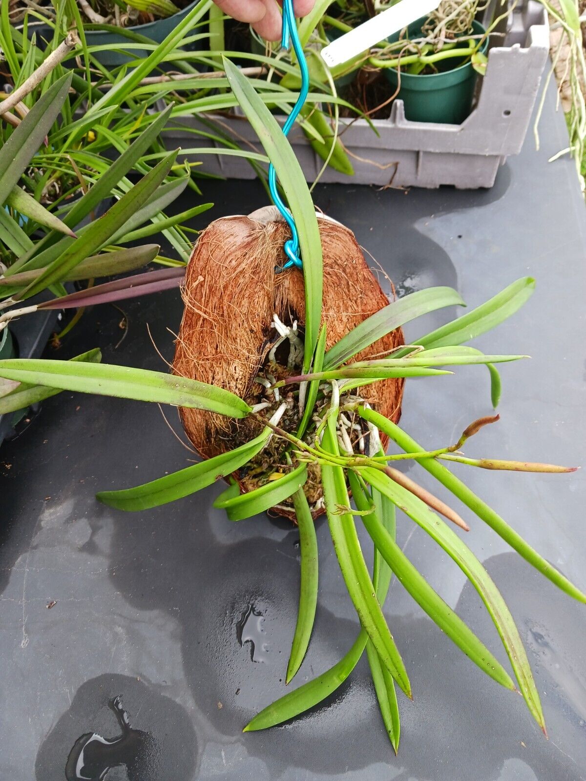 Orchid Brassavola nodosa Little Stars mounted on coconut husk Very large size