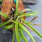 Orchid Brassavola nodosa Little Stars mounted on coconut husk Very large size