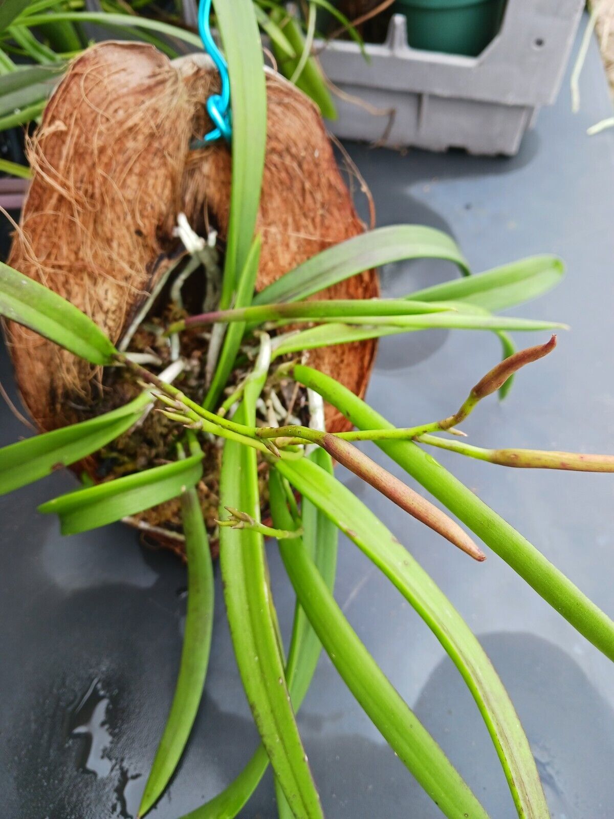 Orchid Brassavola nodosa Little Stars mounted on coconut husk Very large size