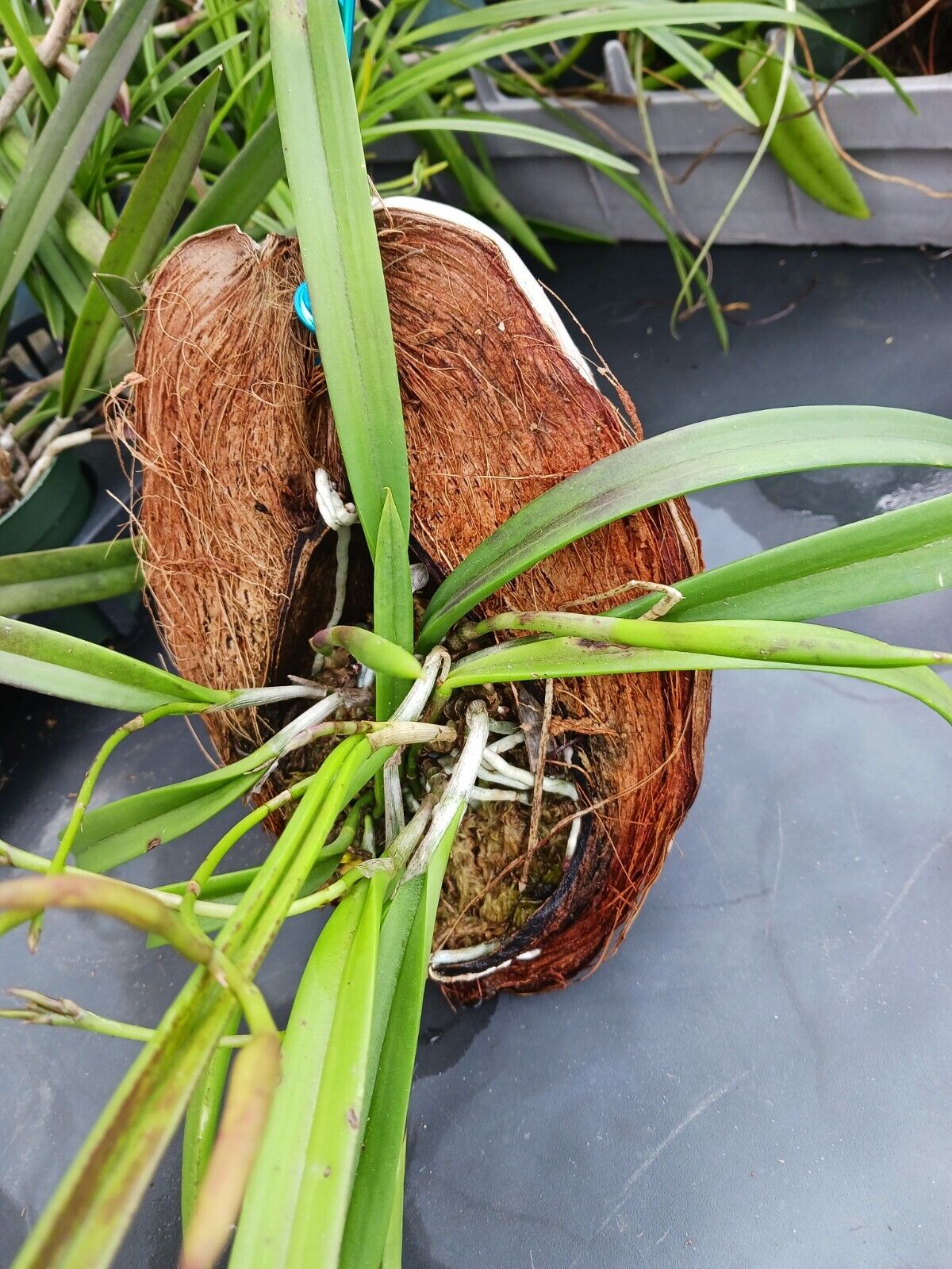 Orchid Brassavola nodosa Little Stars mounted on coconut husk Very large size