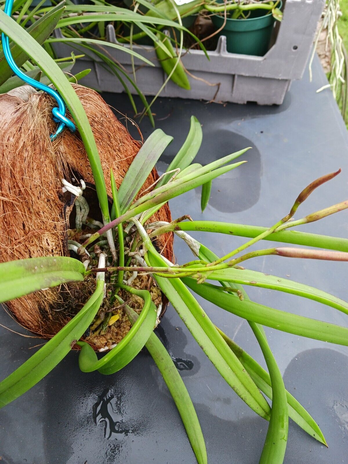 Orchid Brassavola nodosa Little Stars mounted on coconut husk Very large size