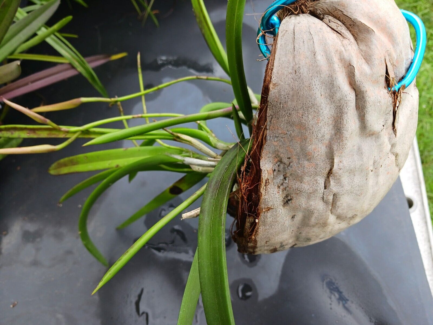 Orchid Brassavola nodosa Little Stars mounted on coconut husk Very large size