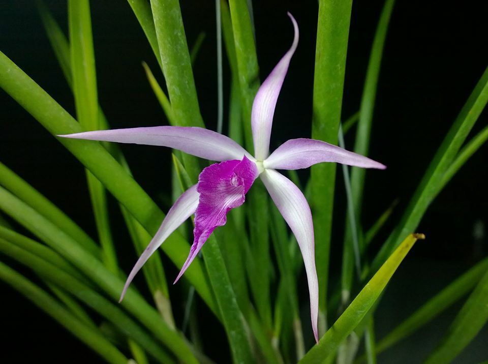 Orchid Cattleya Brassavola Amethyst fragrant mounted Plant