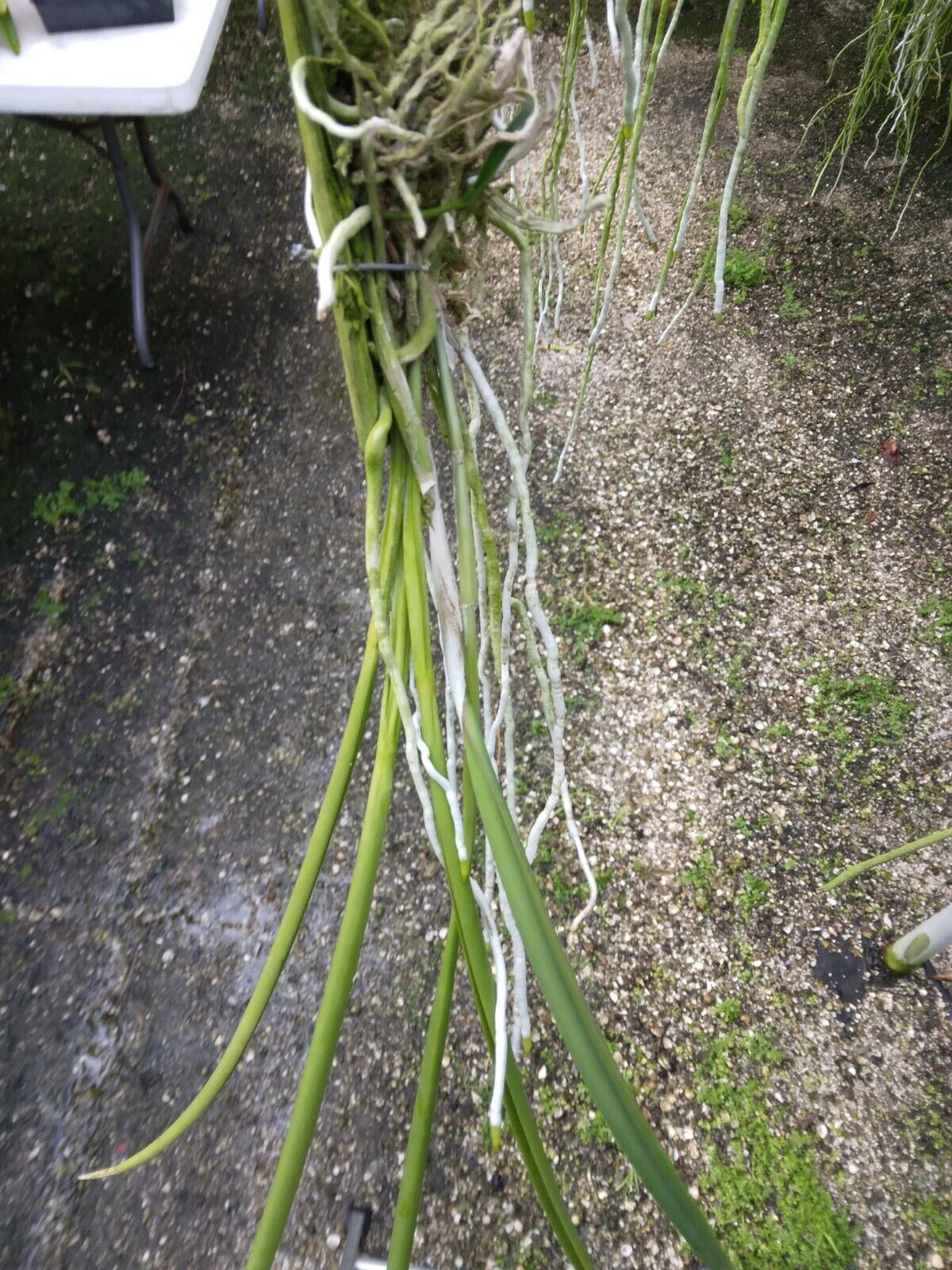 Orchid Cattleya Brassavola Amethyst fragrant mounted Plant