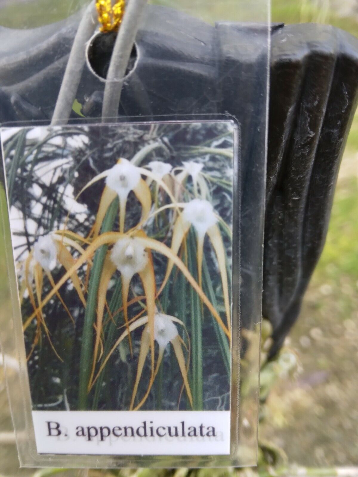 Orchid Cattleya Brassavola appendiculata mounted-Hanging