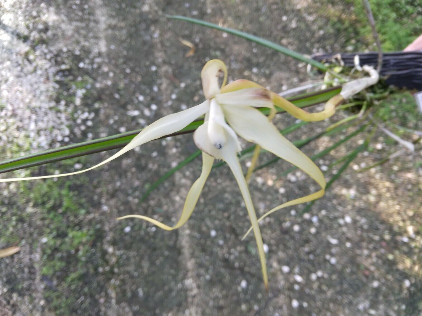 Orchid Cattleya Brassavola appendiculata mounted-Hanging