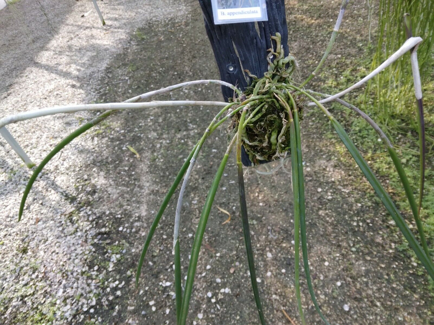 Orchid Cattleya Brassavola appendiculata mounted-Hanging