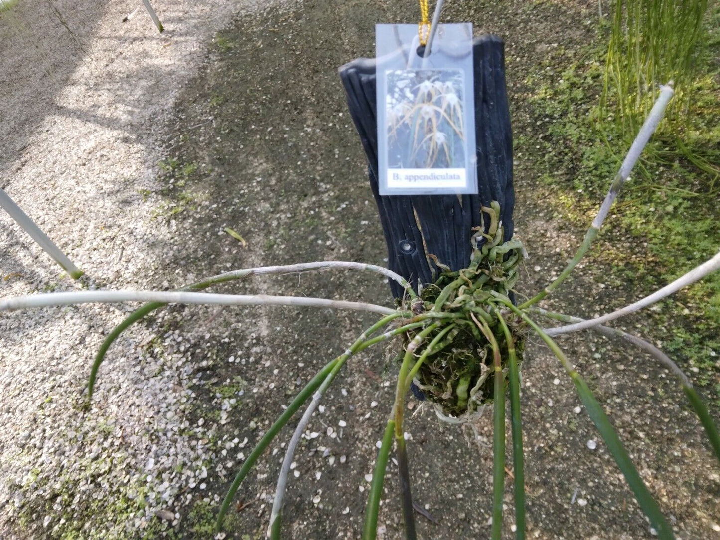 Orchid Cattleya Brassavola appendiculata mounted-Hanging