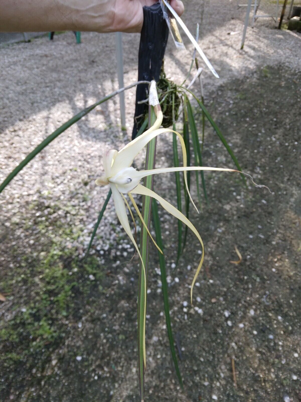 Orchid Cattleya Brassavola appendiculata mounted-Hanging