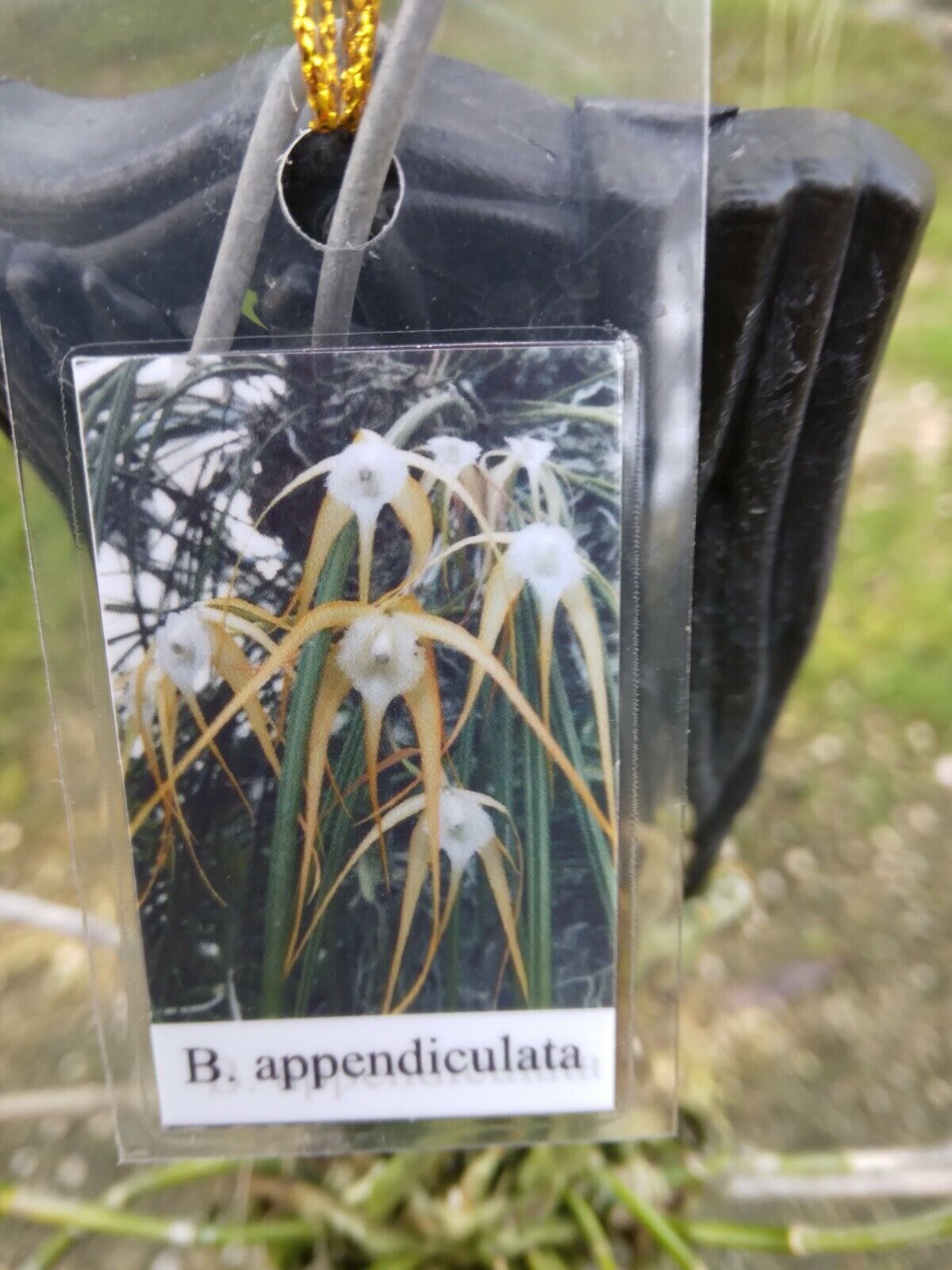 Orchid Cattleya Brassavola appendiculata mounted-Hanging