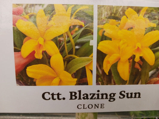 Orchid Cattleya LC Blazing Sun potted