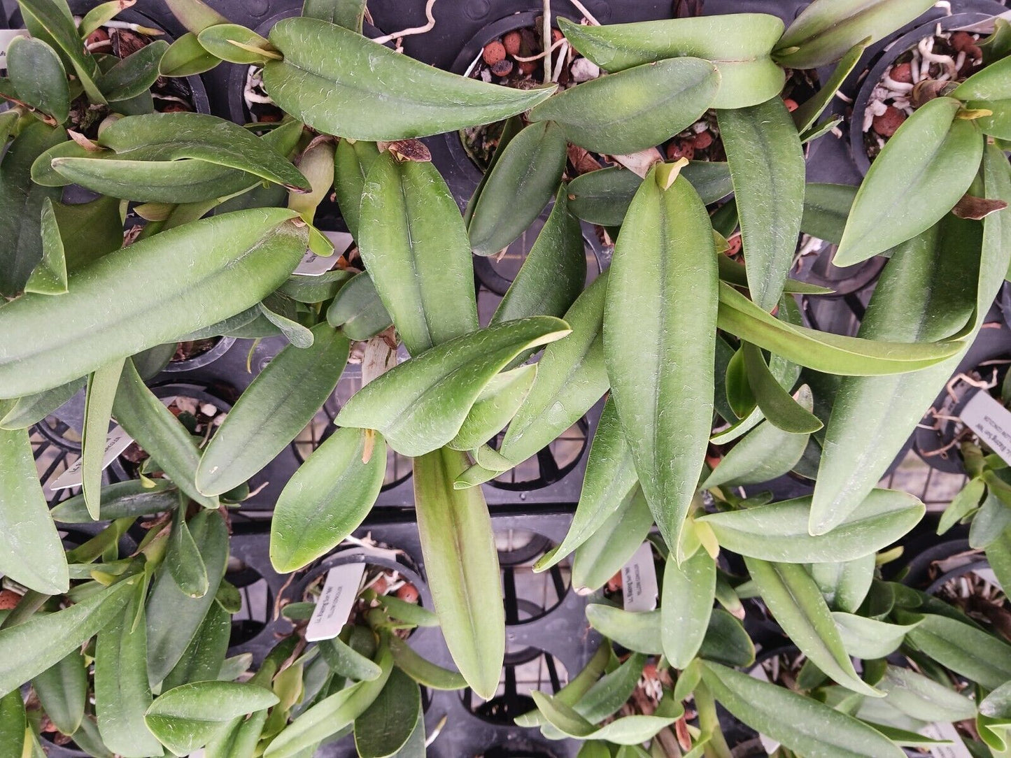 Orchid Cattleya LC Blazing Sun potted
