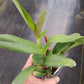 Orchid Cattleya LC Blazing Sun potted