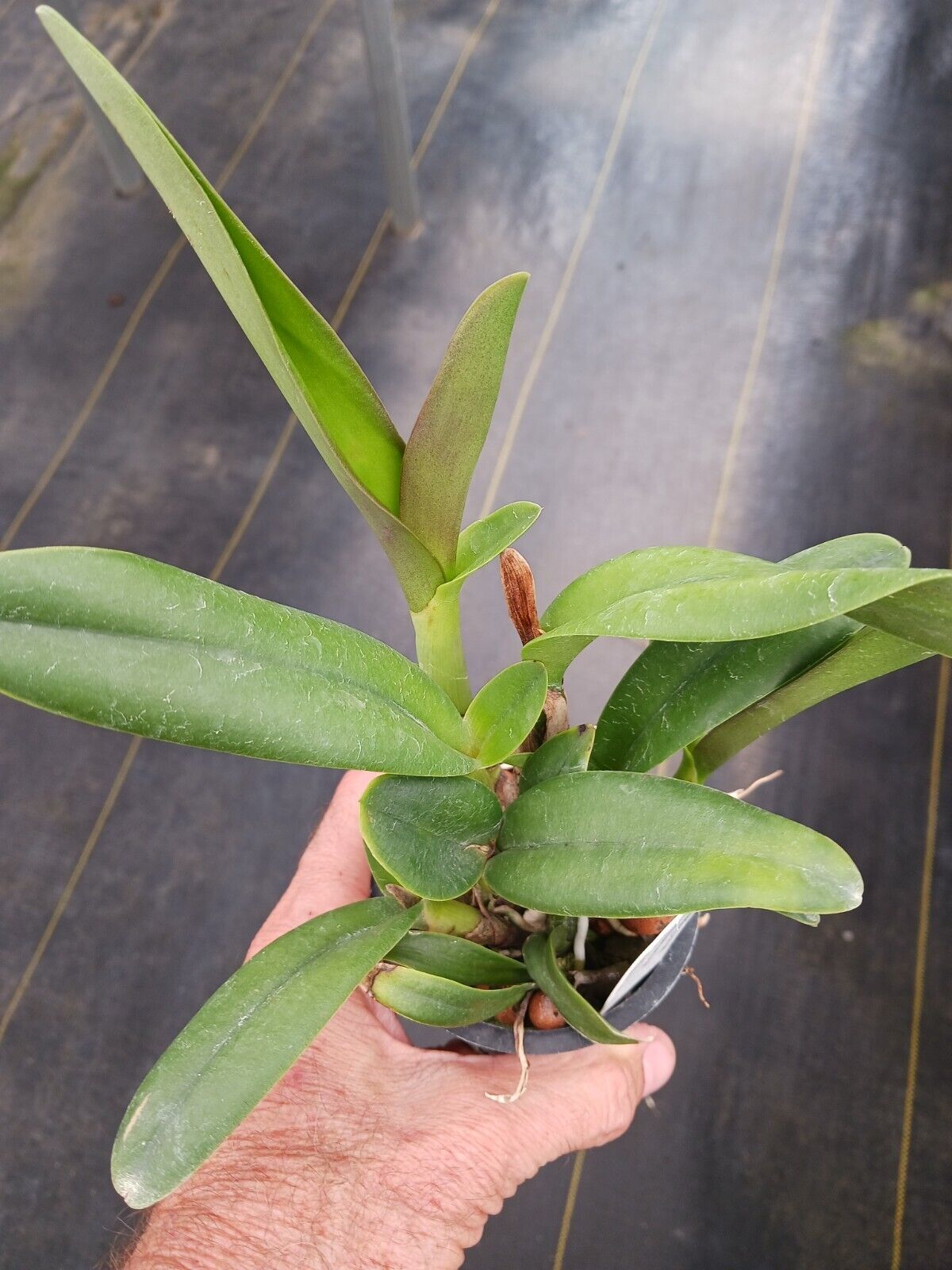 Orchid Cattleya LC Blazing Sun potted