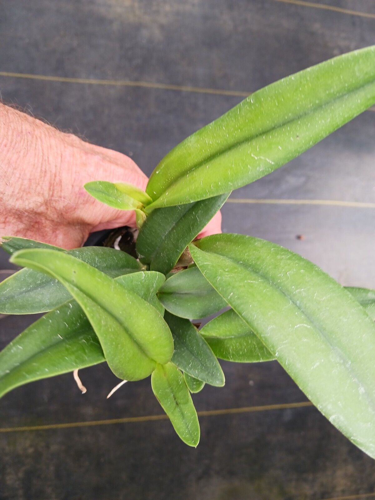 Orchid Cattleya LC Blazing Sun potted