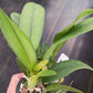 Orchid Cattleya LC Blazing Sun potted