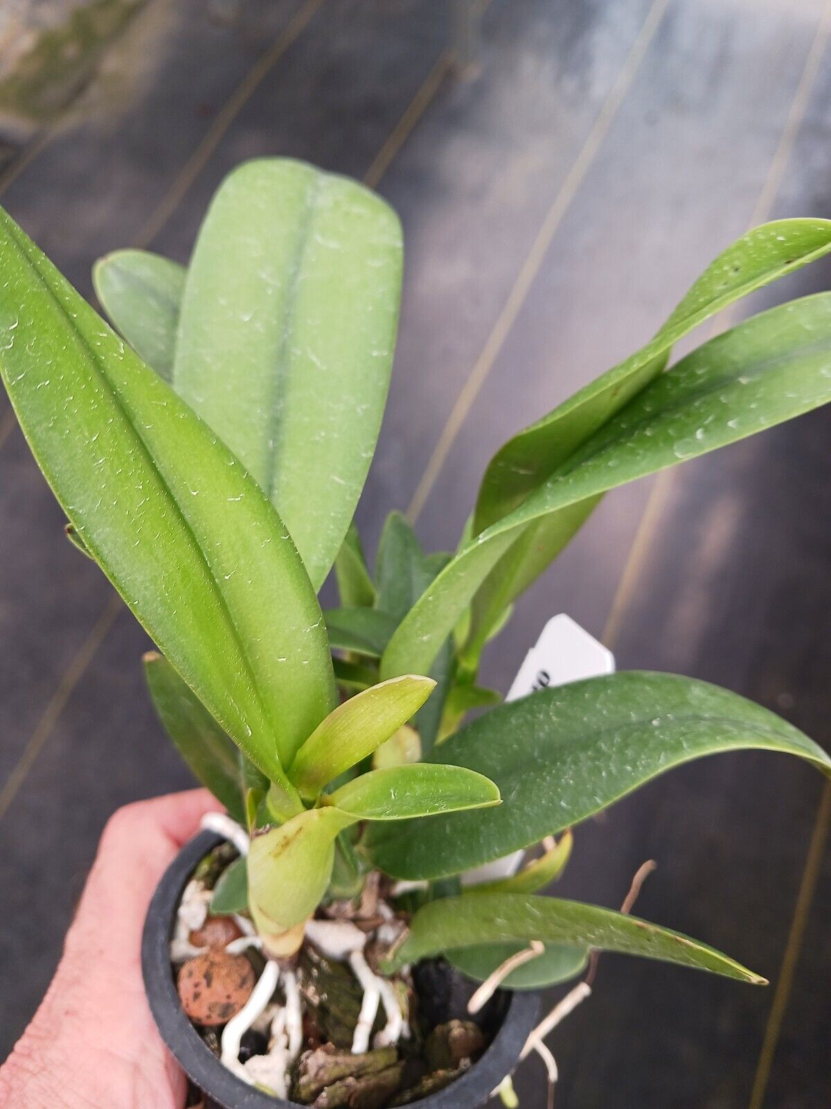 Orchid Cattleya LC Blazing Sun potted