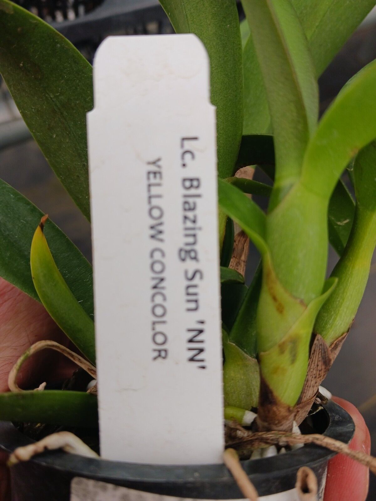 Orchid Cattleya LC Blazing Sun potted