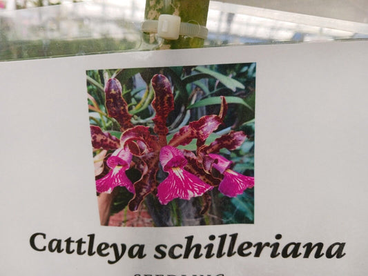 Orchid Cattleya schilleriana Potted or Mounted