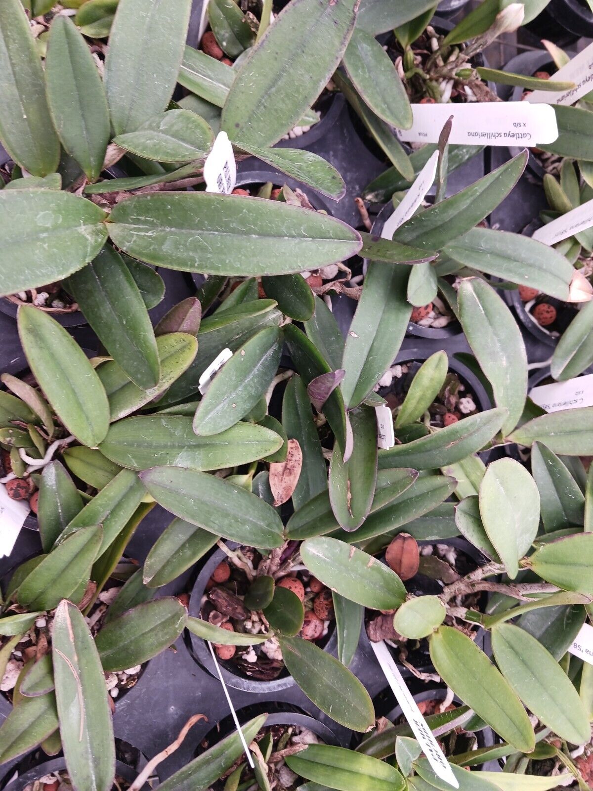Orchid Cattleya schilleriana Potted or Mounted