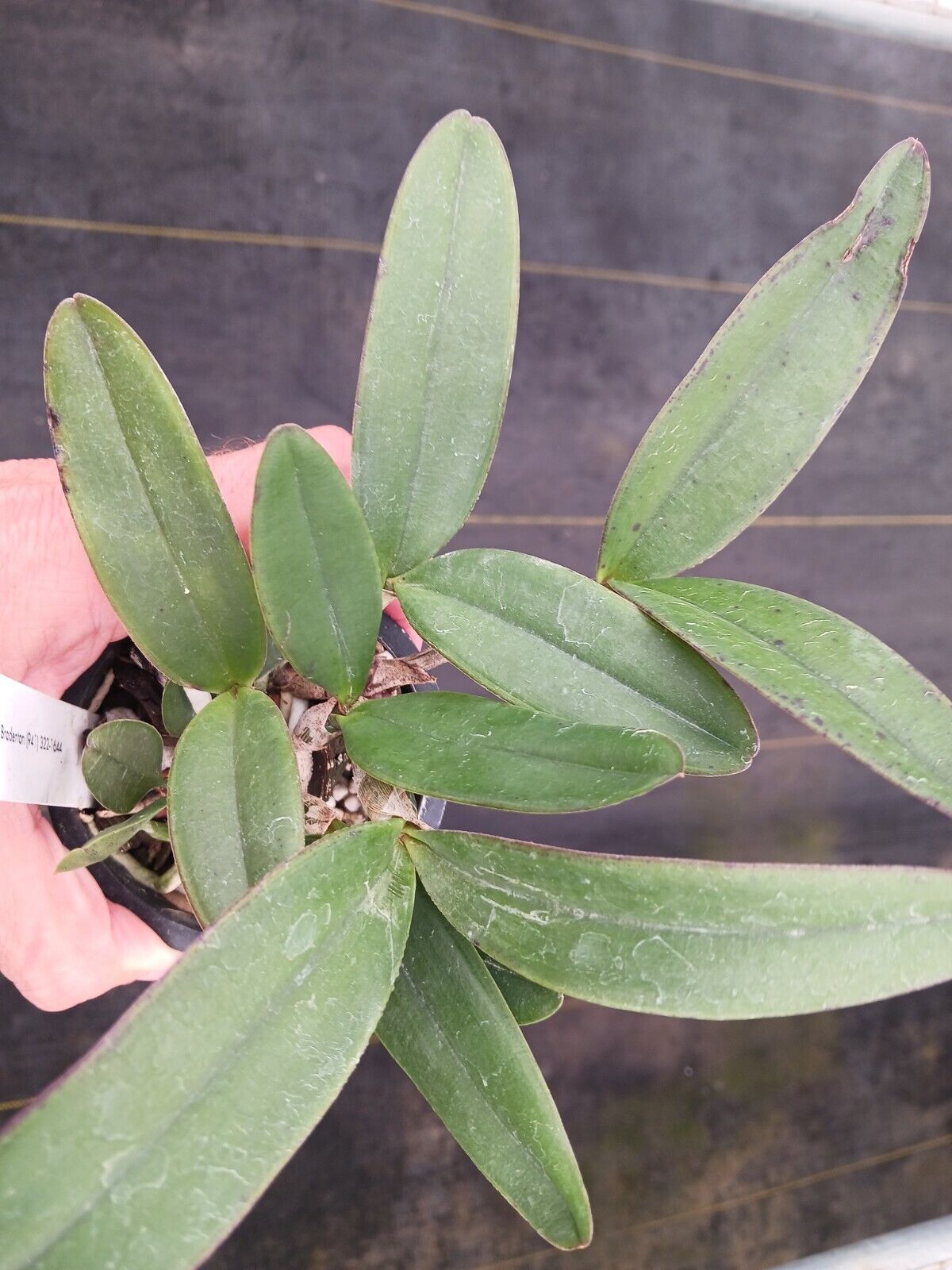 Orchid Cattleya schilleriana Potted or Mounted
