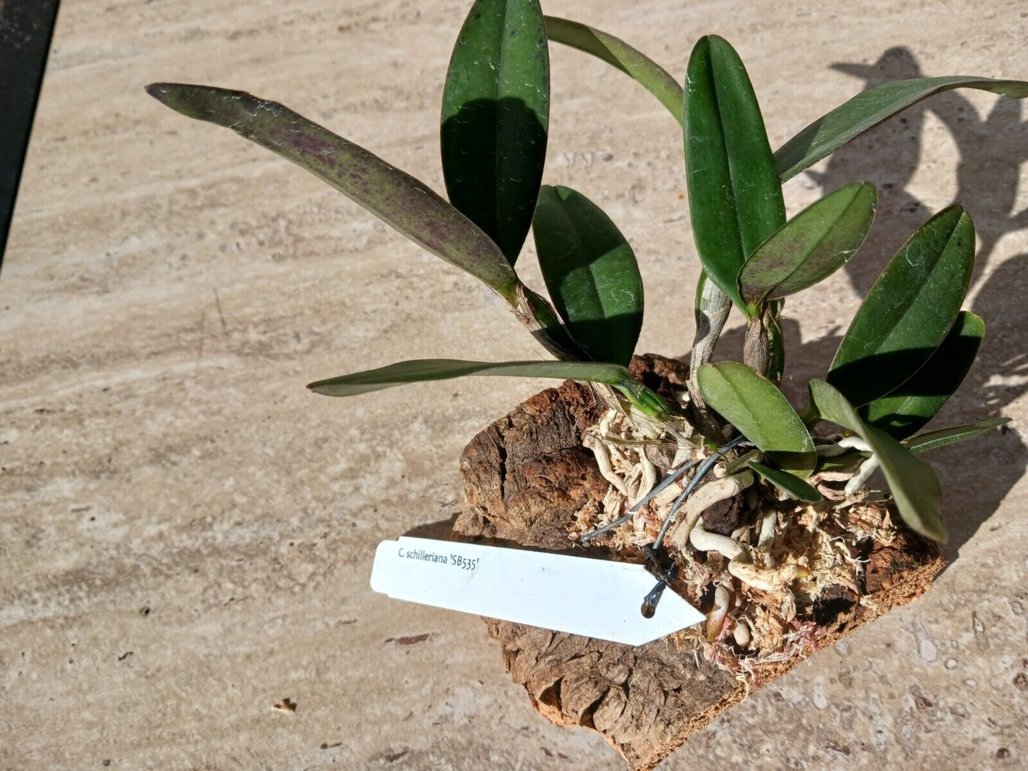Orchid Cattleya schilleriana Potted or Mounted