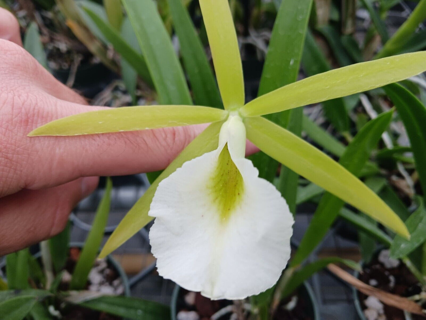 Orchid Fragrant Cattleya Brassavola PCV Key Lime Stars