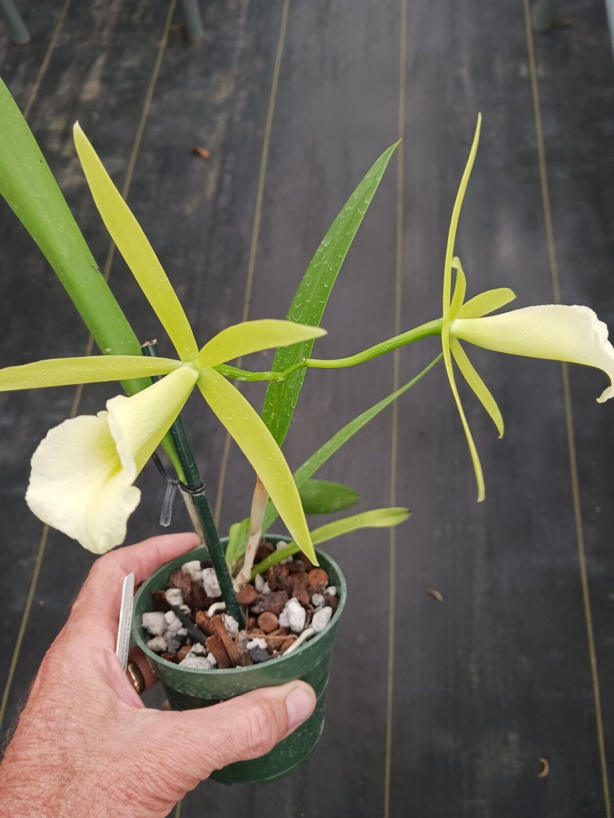 Orchid Fragrant Cattleya Brassavola PCV Key Lime Stars