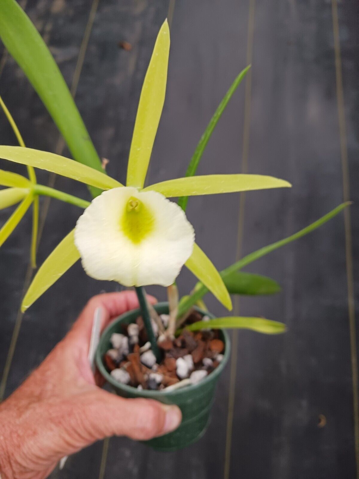 Orchid Fragrant Cattleya Brassavola PCV Key Lime Stars