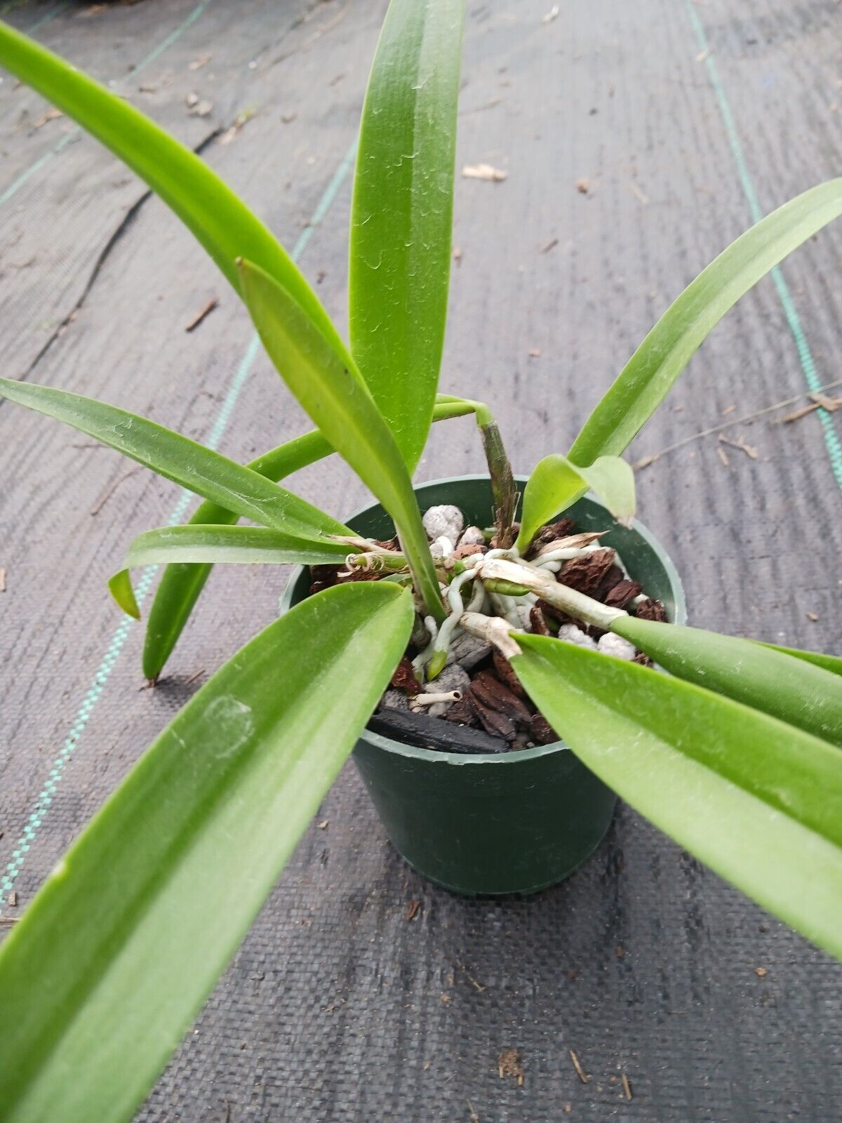 Orchid Fragrant Cattleya Brassavola PCV Key Lime Stars