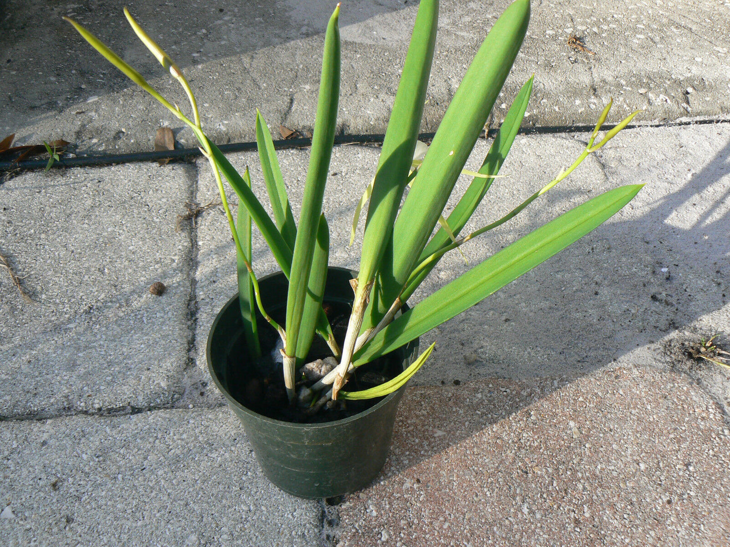 Orchid Fragrant Cattleya Brassavola cordata aka subufolia 4" Pot