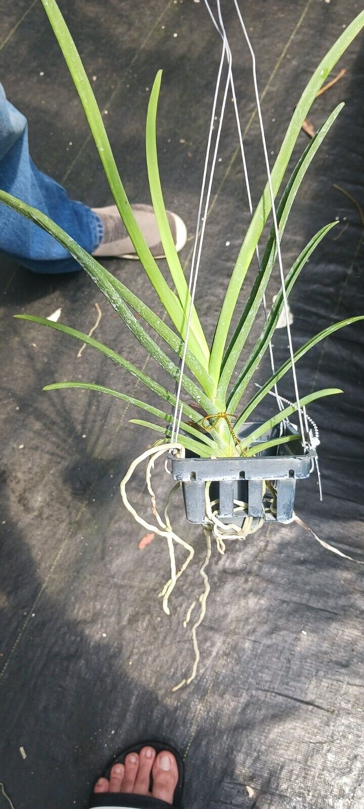 Orchid Paraphalaenopsis laycokii x V Chulee Tropical Plant