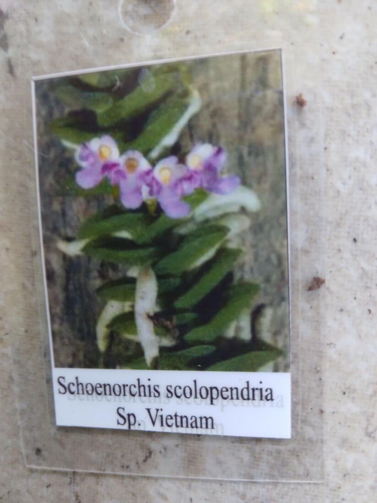 Orchid Schoenorchis scolopendria Mirco Miniature mounted