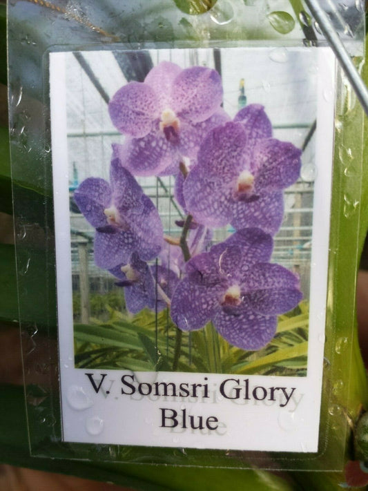Vanda Somsri Blue