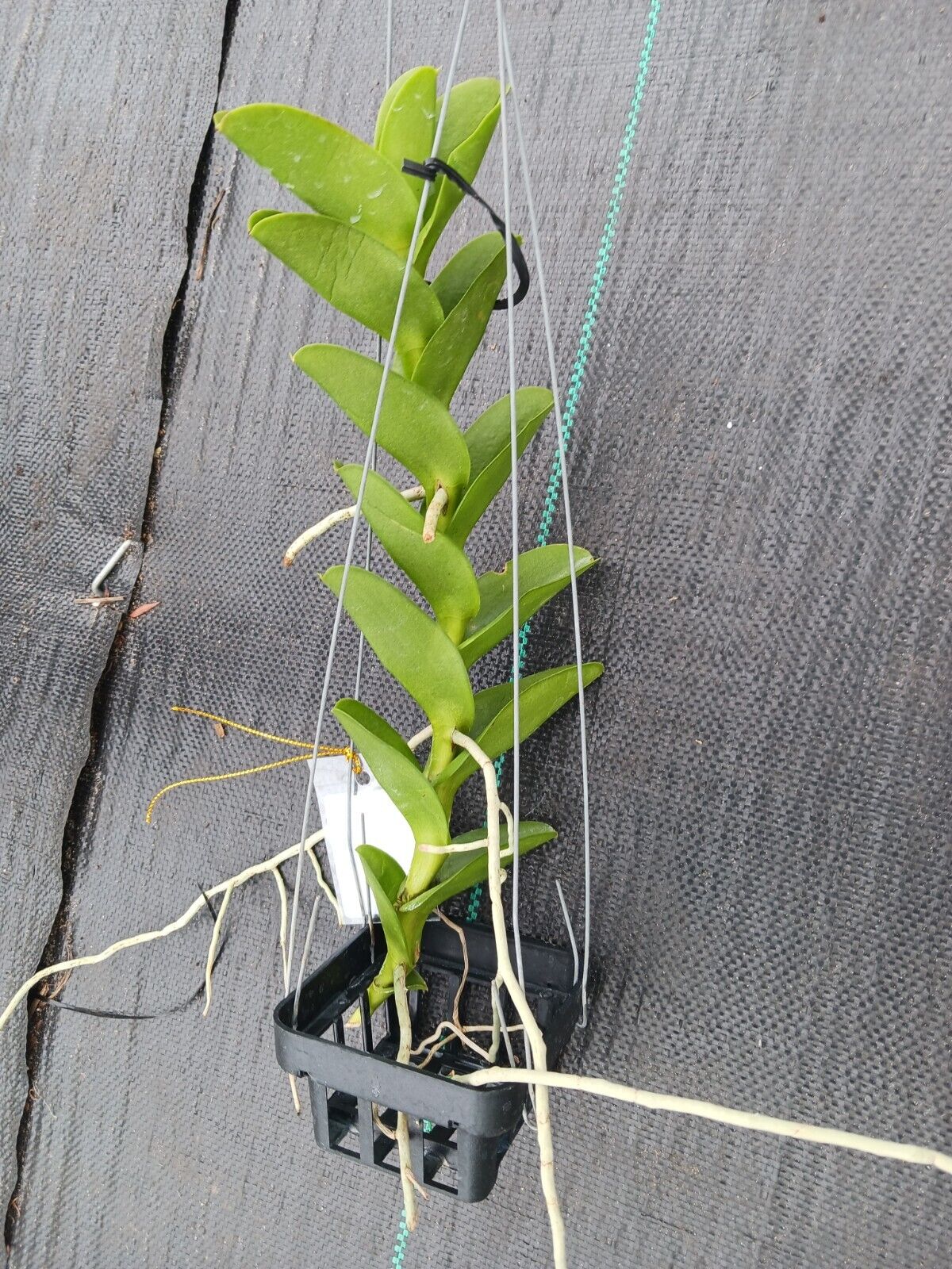 Orchid Trichoglottis atroperpurea Tropical Hanging Plant