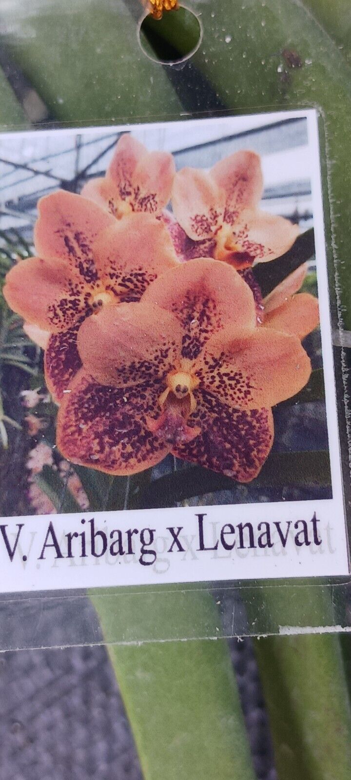 Vanda Aribarg x Lenvat Tropical Hanging Plants