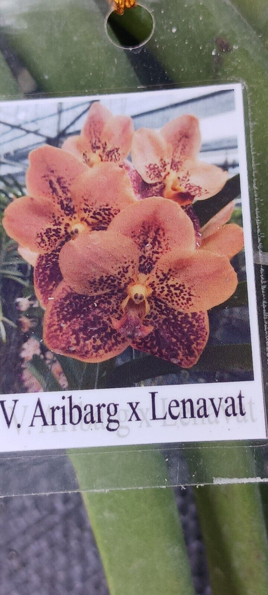 Vanda Aribarg x Lenvat Tropical Hanging Plants
