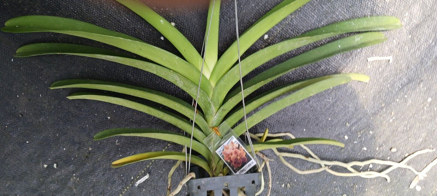 Vanda Aribarg x Lenvat Tropical Hanging Plants