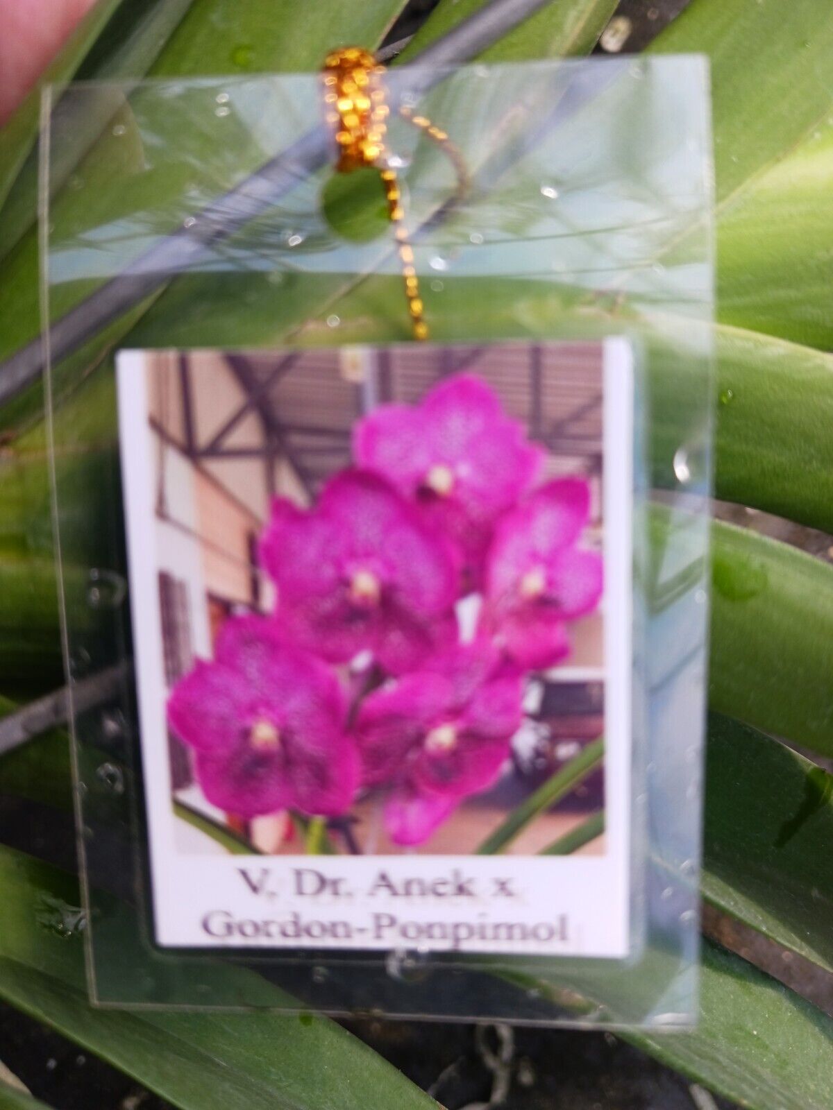 Vanda Dr Anek x Gordon - Ponpimol Orchid