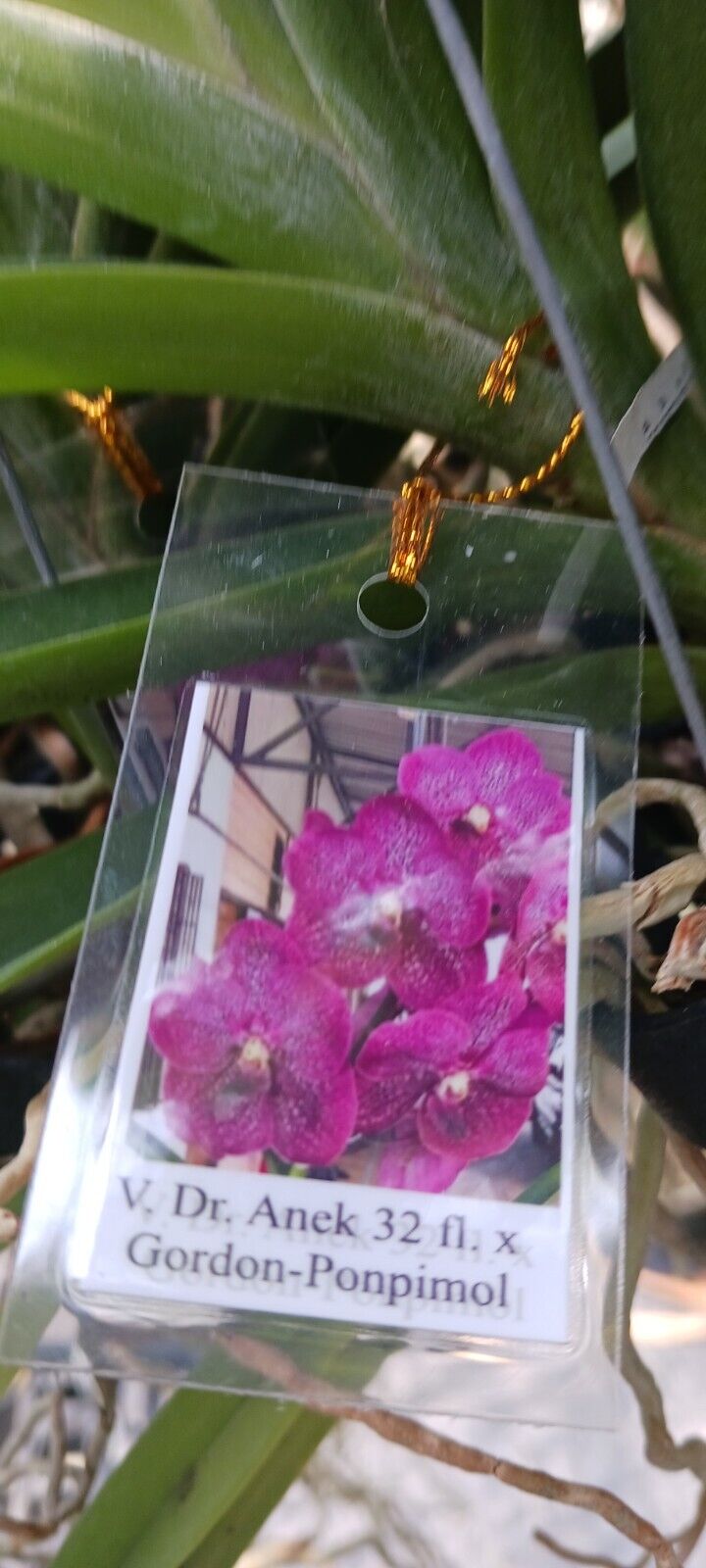 Vanda Dr Anek x Gordon - Ponpimol Orchid