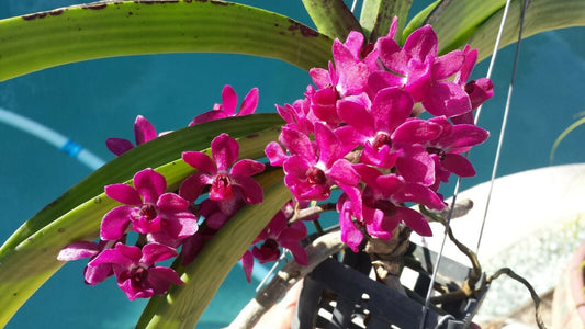 Vanda Fragrant 3 pack Exotic Tropical Plants Special